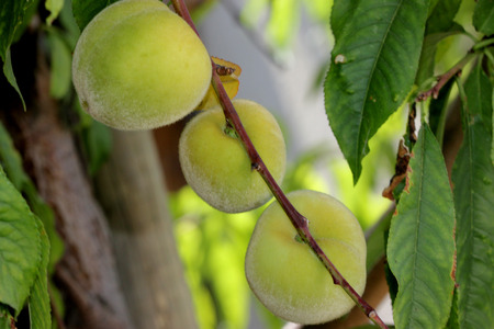 Prunus persica, Peach, deciduous tree with lanceolate leaves and drupe fruit with densely hairy skin and wrinkled stone, pulp delicious and sweetの写真素材