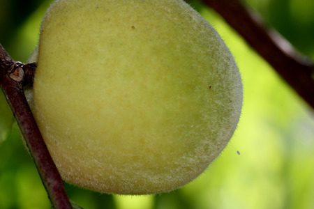 Prunus persica, Peach, deciduous tree with lanceolate leaves and drupe fruit with densely hairy skin and wrinkled stone, pulp delicious and sweetの写真素材