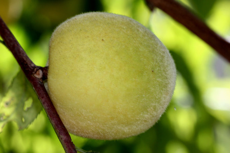 Prunus persica, Peach, deciduous tree with lanceolate leaves and drupe fruit with densely hairy skin and wrinkled stone, pulp delicious and sweetの写真素材