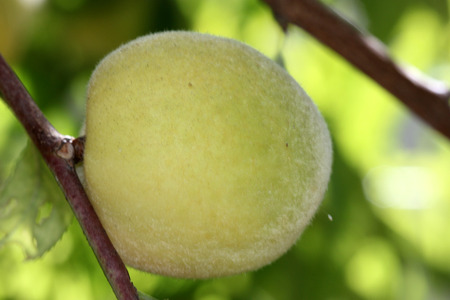 Prunus persica, Peach, deciduous tree with lanceolate leaves and drupe fruit with densely hairy skin and wrinkled stone, pulp delicious and sweetの写真素材
