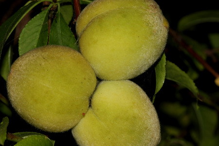 Prunus persica, Peach, deciduous tree with lanceolate leaves and drupe fruit with densely hairy skin and wrinkled stone, pulp delicious and sweetの写真素材