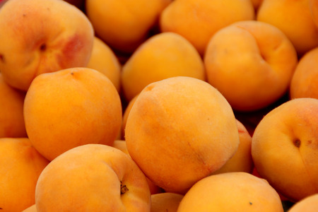 Prunus persica Yellow Cling Peach, cultivar with orange yellow large fruits and similar coloured flesh juicy and sweet to taste, looking similar to apricot except shape and size, clingstone typeの写真素材