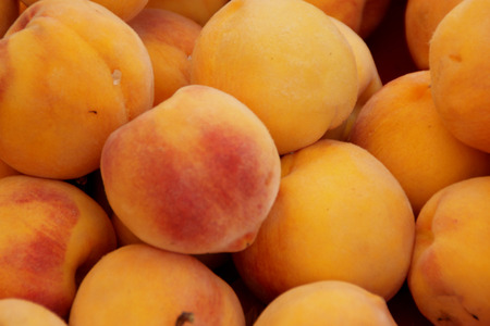 Prunus persica Yellow Cling Peach, cultivar with orange yellow large fruits and similar coloured flesh juicy and sweet to taste, looking similar to apricot except shape and size, clingstone typeの写真素材