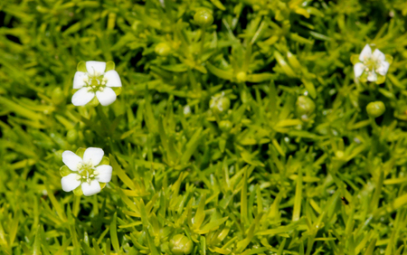 Sagina subulata aurea, herbaceous ground cover with awl shaped bright neon yellow leaves and small white flowersの写真素材