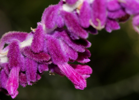 Salvia leucantha Midnight, Purple Mexican Sage, small shrub with opposite linear leaves white beneath and purple woolly flowers in terminal clustersの写真素材