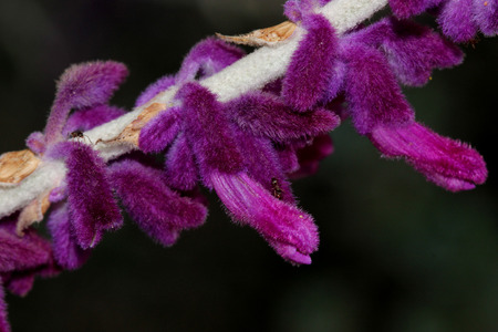 Salvia leucantha Midnight, Purple Mexican Sage, small shrub with opposite linear leaves white beneath and purple woolly flowers in terminal clustersの写真素材