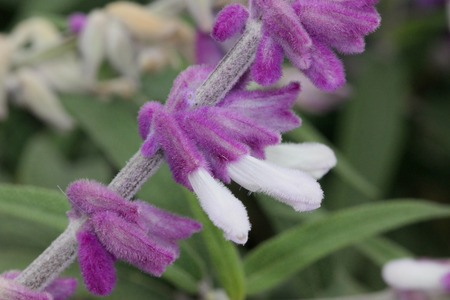 Salvia leucantha, Mexican Sage, small shrub with opposite linear leaves white beneath and purple woolly flowers in terminal clusters, with white corollaの写真素材