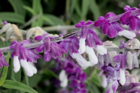 Salvia leucantha, Mexican Sage, small shrub with opposite linear leaves white beneath and purple woolly flowers in terminal clusters, with white corollaの写真素材
