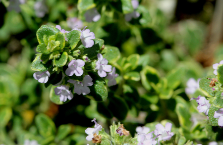 Thymus x citriodorus Aureus, Golden Lemon thyme, spreading shrublet with with golden variegated leaves with strong citrus flavor, ideal for chicken and fish dishesの写真素材