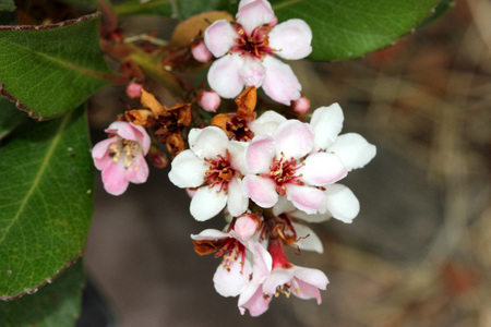 Rhaphiolepis indica, Indian hawthorn. evergreen shrub with lustrous leaves, pink flowers in clusters and rounded small fruits, can be cooked and eatenの写真素材