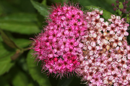 Spiraea japonica, Japanese meadowsweet, Japanese spiraea, deciduous ornamental shrub with toothed leaves and flat topped rosy pink clusters of flowers, common hedge plant.の写真素材