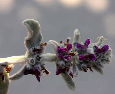 Stachys byzantina, Lamb's-ear, Woolly hedgenettle, syn: S. lanata, cultivated ornamental herb with silky lanate whitish hairs and darker purple flowers in spicate terminal inflorescenceの写真素材