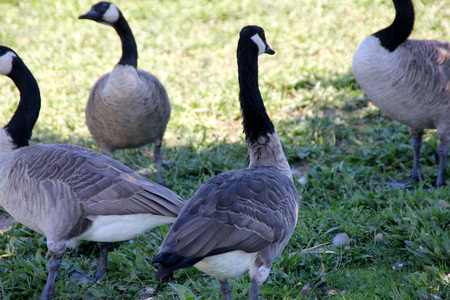 Canada Goose on lawn along small community lake, Branta canadensis, large bird native of Canada and North America with black head and neck, white patches on face and brown body, common in lakes.の写真素材