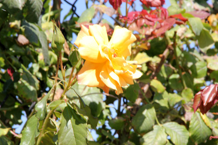 Rosa Autumn Sunset, hardy climbing rose cultivar with glossy leaves fragrant apricot gold flowers in clusters, having fruity fragrance,の写真素材