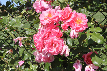 Rosa Dream Weaver, large flowered floribunda climbing rose with coral pink clusters of flowers, blooming most of the yearの写真素材