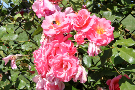 Rosa Dream Weaver, large flowered floribunda climbing rose with coral pink clusters of flowers, blooming most of the yearの写真素材