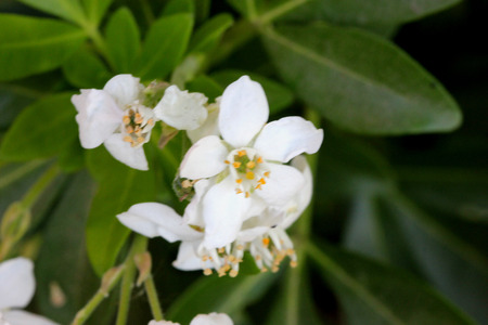 Choisya ternata, Mexican orange, Mock orange, aromatic evergreen shrub with trifoliate leaves and white flowers in clustersの写真素材