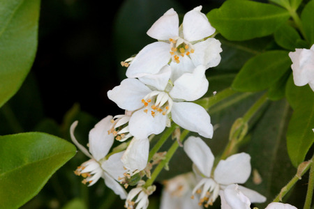 Choisya ternata, Mexican orange, Mock orange, aromatic evergreen shrub with trifoliate leaves and white flowers in clustersの写真素材
