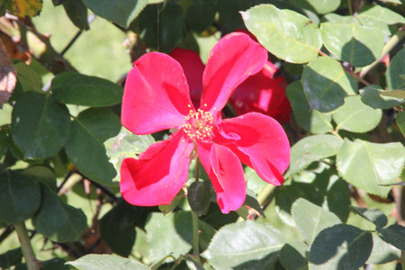 Rosa Altissimo, large flowered climbing rose with brilliant bright blood-red single-petalled slightly fragrant flowers, excellent for walls and fencesの写真素材