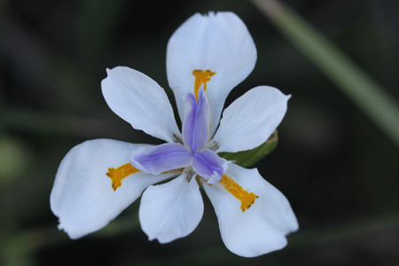 Dietes grandiflora, Large Wild Iris, Fairy Iris, rhizomatous perennial herb with linear leaves and large white flowers with yellow patches on outer perianth and dark purple stripes on innerの写真素材