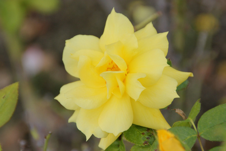 Rosa 'Anthony Meilland, cultivar of floribunda rose with midgreen semiglossy leaves and fragrant bright yellow flowers.の写真素材