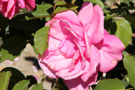 Rosa Electron, Hybrid Tea Rose with polished deep green leaves and brilliant deep pink flowers, flowering for a long timeの写真素材