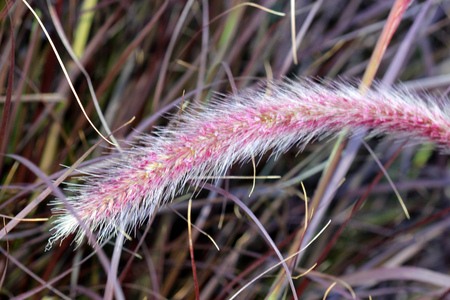 Pennisetum setaceum 'Rubrum', Purple Fountain Grass, tufted perennial grass with purple tinged leaves and compact terminal red spikeの写真素材