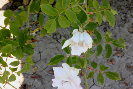 Rosa floribunda Iceberg, very popular rose cultivar with glossy green leaves and fragrant white flowers in long clusters most of the yearの写真素材