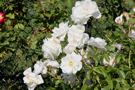 Rosa floribunda Iceberg, very popular rose cultivar with glossy green leaves and fragrant white flowers in long clusters most of the yearの写真素材