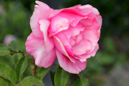 Rosa Electron, Hybrid Tea Rose with polished deep green leaves and brilliant deep pink flowers, flowering for a long timeの写真素材