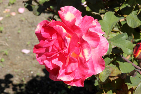 Rosa Mardi Gras, beautiful cultivar with dark red new shoots, green leaves, pointed flower buds and beautiful flowers with shades of yellow, orange and pinkの写真素材