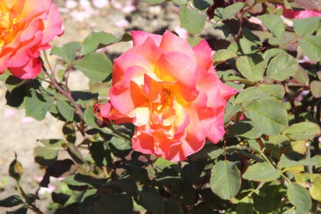 Rosa Mardi Gras, beautiful cultivar with dark red new shoots, green leaves, pointed flower buds and beautiful flowers with shades of yellow, orange and pinkの写真素材