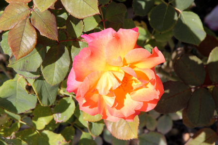 Rosa Mardi Gras, beautiful cultivar with dark red new shoots, green leaves, pointed flower buds and beautiful flowers with shades of yellow, orange and pinkの写真素材