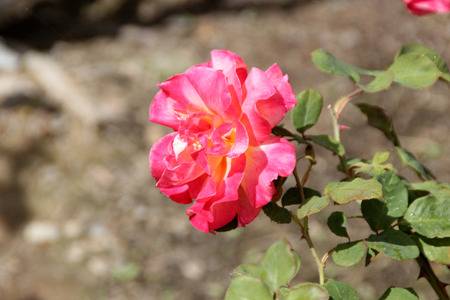 Rosa Mardi Gras, beautiful cultivar with dark red new shoots, green leaves, pointed flower buds and beautiful flowers with shades of yellow, orange and pinkの写真素材