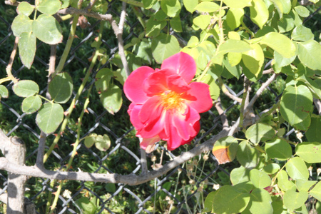Rosa Josephs Coat, floribunda climbing rose with red-orange to yellow-orange fragrant flowers, excellent cut flower, suited for fences and arborsの写真素材