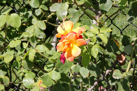 Rosa Josephs Coat, floribunda climbing rose with red-orange to yellow-orange fragrant flowers, excellent cut flower, suited for fences and arborsの写真素材