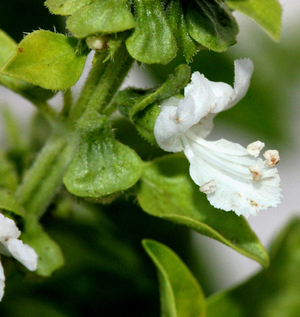 Sweet basil, Ocimum basilicum, Perennial herb with opposite leaves and white flowers, used as culinary herb, Lamiaceae.の写真素材