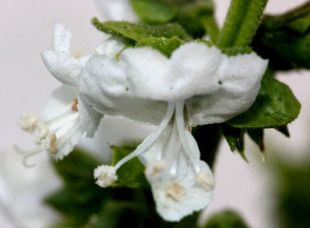 Sweet basil, Ocimum basilicum, Perennial herb with opposite leaves and white flowers, used as culinary herb, Lamiaceae.の写真素材
