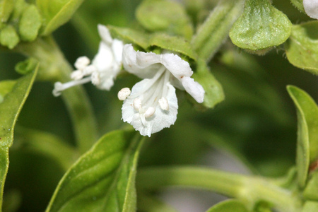 Sweet basil, Ocimum basilicum, Perennial herb with opposite leaves and white flowers, used as culinary herb, Lamiaceae.の写真素材