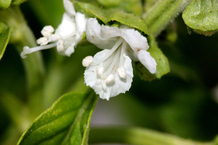 Sweet basil, Ocimum basilicum, Perennial herb with opposite leaves and white flowers, used as culinary herb, Lamiaceae.の写真素材