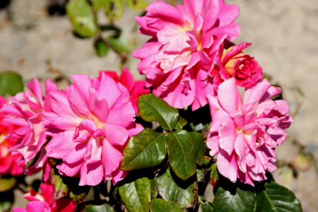 Rosa Miss Behavin, cultivar of floribunda rose with bushy plants, fragrant pink and white flowers suffused with red, in clusters,の写真素材