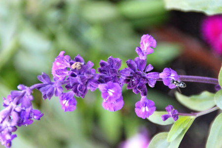 Mealy Sage, Salvia farinacea, ornamental shrubby perennial with mealy stems, glossy green leaves and lavender-blue flowers in terminal clusters forming spikes.の写真素材