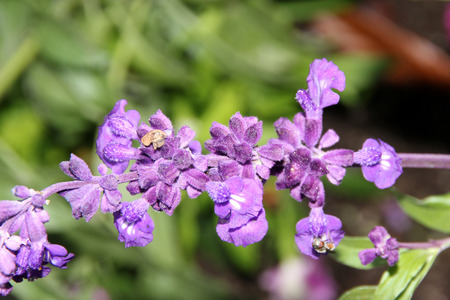 Mealy Sage, Salvia farinacea, ornamental shrubby perennial with mealy stems, glossy green leaves and lavender-blue flowers in terminal clusters forming spikes.の写真素材