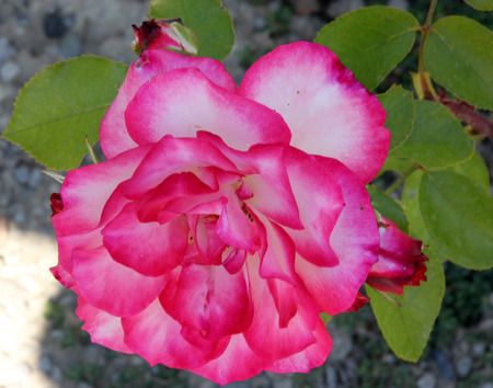 Rosa Nicole, hybrid floribunda rose cultivar, flowers white and pink blend with pink edges of petals, flowers in clusters with mild fragrance.の写真素材