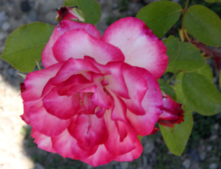 Rosa Nicole, hybrid floribunda rose cultivar, flowers white and pink blend with pink edges of petals, flowers in clusters with mild fragrance.の写真素材