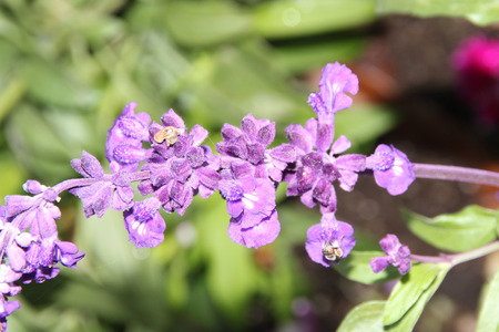 Mealy Sage, Salvia farinacea, ornamental shrubby perennial with mealy stems, glossy green leaves and lavender-blue flowers in terminal clusters forming spikes.の写真素材