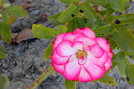 Rosa Nicole, hybrid floribunda rose cultivar, flowers white and pink blend with pink edges of petals, flowers in clusters with mild fragrance.の写真素材