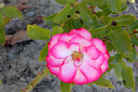 Rosa Nicole, hybrid floribunda rose cultivar, flowers white and pink blend with pink edges of petals, flowers in clusters with mild fragrance.の写真素材