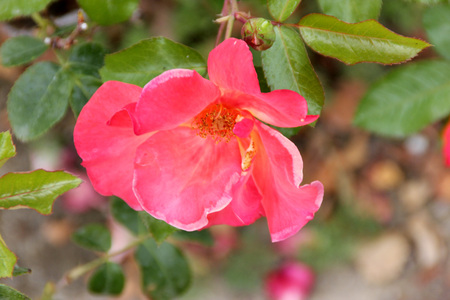 Rosa Playboy, semidouble floribunda cultivar with orange-red to yellow flowers with red edges, in clusters, mild fragrance.の写真素材