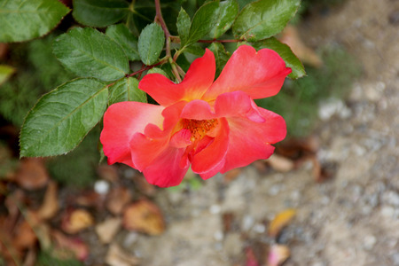 Rosa Playboy, semidouble floribunda cultivar with orange-red to yellow flowers with red edges, in clusters, mild fragrance.の写真素材